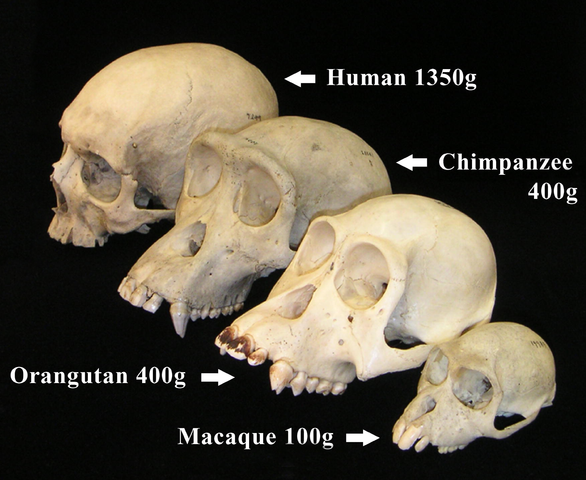 Source: https://en.wikipedia.org/wiki/Paleoneurology
