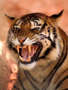 tiger fear
