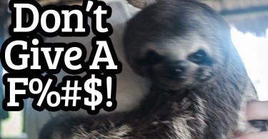 dont give a fudge sloth