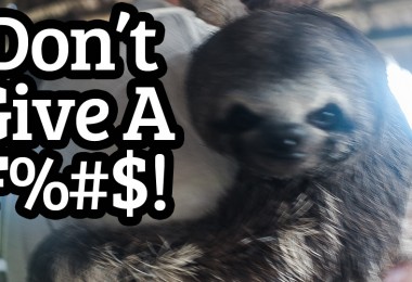 dont give a fudge sloth